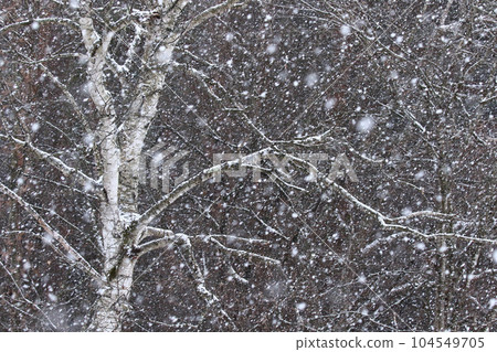 Snow falling frequently on the birch treetops Snow falling frequently on the birch treetops 104549705
