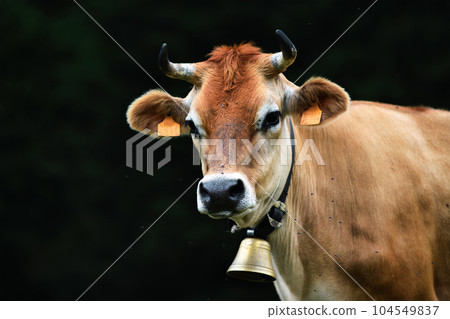 North Italian Alpine cow on black background 104549837