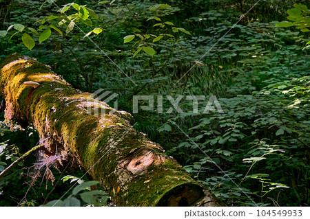 An old sawn tree overgrown with moss among wild thickets of greenery An old sawn tree overgrown with moss among wild thickets of greenery 104549933
