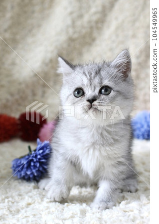 silver tabby kitten silver tabby kitten 104549965