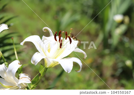 White flowers of oriental hybrid lilies blooming in early summer garden White flowers of oriental hybrid lilies blooming in early summer garden 104550167