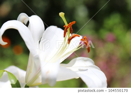 White flowers of oriental hybrid lilies blooming in early summer garden White flowers of oriental hybrid lilies blooming in early summer garden 104550170