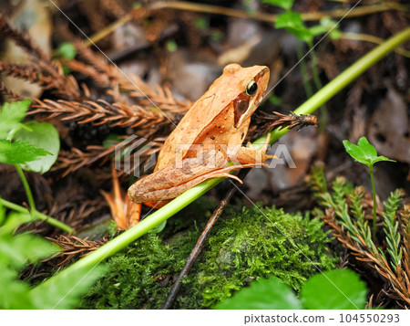 Riverside Tago's brown frog (Red frog) Riverside Tago's brown frog (Red frog) 104550293