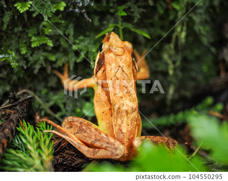 Riverside Tago's brown frog (紅蛙) Riverside Tago's brown frog (紅蛙) 104550295