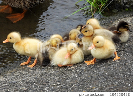 Duck chicks Duck chicks 104550458
