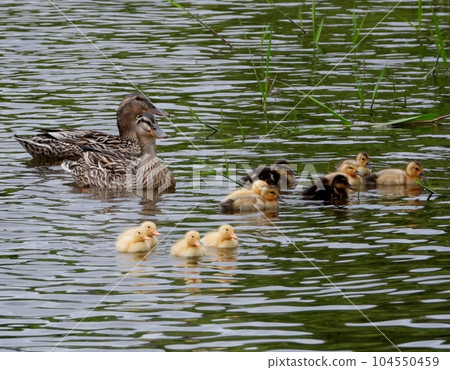 Duck chicks 104550459