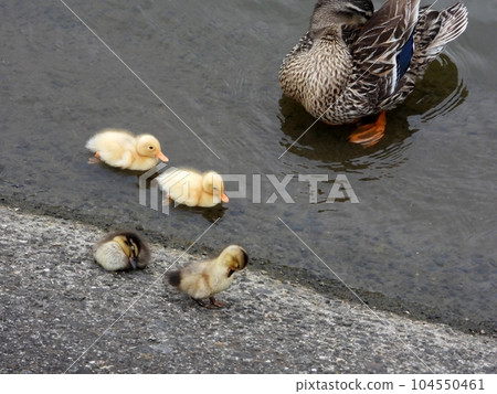 Duck chicks 104550461