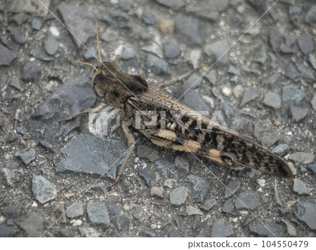 grasshopper on the ground grasshopper on the ground 104550479