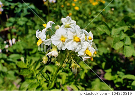 White flowers and green potato leaves in a field in summer White flowers and green potato leaves in a field in summer 104550519