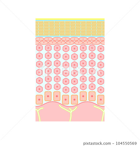 健康人體皮膚、表皮、C纖維的結構 健康人體皮膚、表皮、C纖維的結構 104550569
