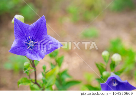 Bellflowers blooming in early summer 104550669