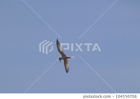 小燕鷗捕食沙丁魚 小燕鷗捕食沙丁魚 104550708