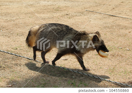 瀨戶內島上的狸 瀨戶內島上的狸 104550860