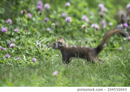 Ezo squirrel child standing in the forest 104550943