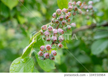 藍莓未成熟果實 藍莓未成熟果實 104550964