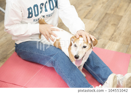 Jack Russell smiling between his legs Jack Russell smiling between his legs 104551042