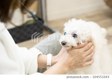 White toy poodle getting a neck massage White toy poodle getting a neck massage 104551043