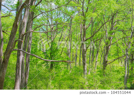 Fresh green forest [Otari village, Kitaazumi-gun] 104551044