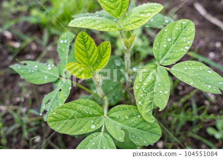 Edamame leaf Edamame leaf 104551084