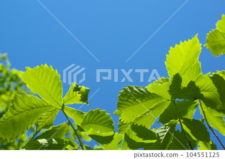 新鮮的綠色水楢樹葉和藍天 104551125