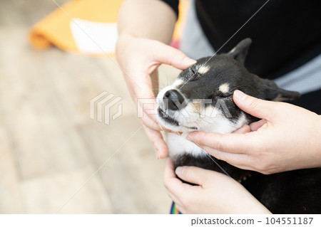 Kuromaru of Kuroshiba who is massaged on the face 104551187