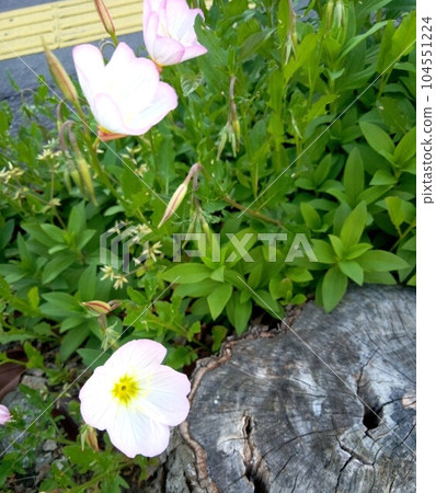 月見莊盛開的風景 月見莊盛開的風景 104551224