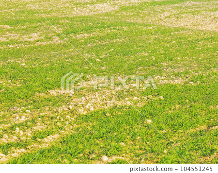 green lawn summer background. fresh grass outdoor texture 104551245