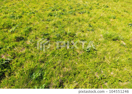 grass glade background in spring. fresh natural texture 104551246