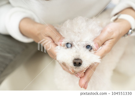 白色玩具貴賓犬接受頸部按摩 104551330