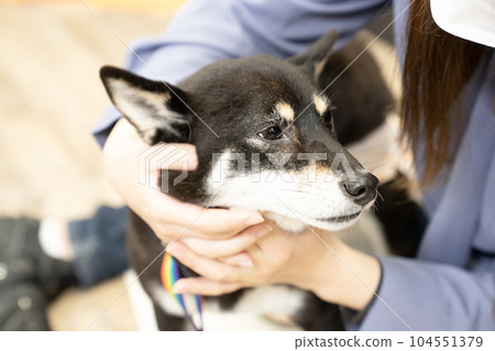 Kuromaru of Kuroshiba who is massaged on the face Kuromaru of Kuroshiba who is massaged on the face 104551379