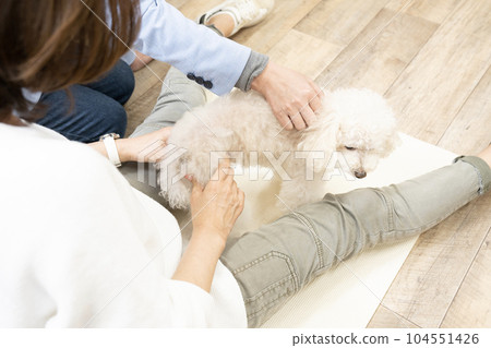 玩具貴賓犬接受後腿按摩 104551426