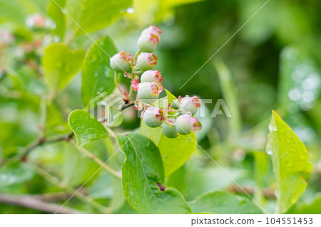 Unripe blueberries, green berries of early summer 104551453