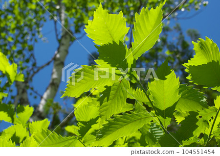 新鮮的綠色水楢葉 新鮮的綠色水楢葉 104551454