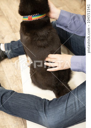 背部按摩的黑柴犬黑丸 104551541