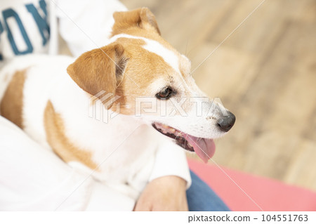 Jack Russell smiling while being held by his owner Jack Russell smiling while being held by his owner 104551763