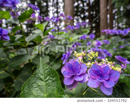 A purple hydrangea with double ornamental flowers blooming in the forest A purple hydrangea with double ornamental flowers blooming in the forest 104551792