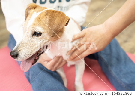 Jack Russell smiling while being held by his owner Jack Russell smiling while being held by his owner 104551806