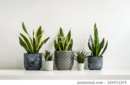 Sansevieria or snake plants in different ceramic flowerpots on the light background, connecting with nature and indoor garden concept 104551875