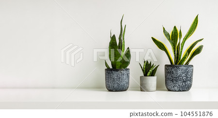 Three different snake plants or sansevieria on the light background, copy space Three different snake plants or sansevieria on the light background, copy space 104551876