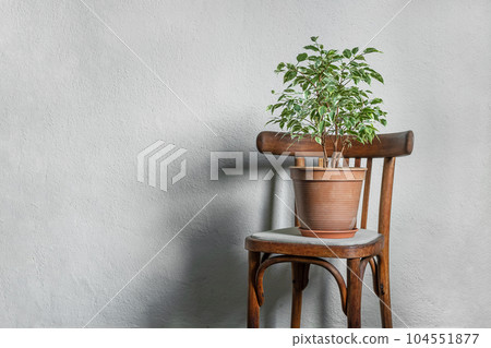 Ficus plant in a flower pot on a rustic chair in a light empty room, minimalist and scandinavian style with copy space 104551877