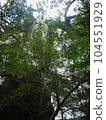 Cedar of Yakushima 019 104551929