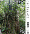 Cedar of Yakushima 020 104551930