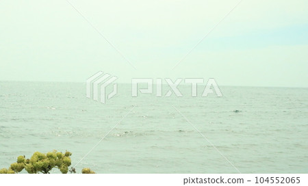 plants and sea horizon plants and sea horizon 104552065