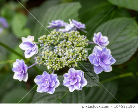 框形繡球花,雙花裝飾,從白色到紫色的美麗漸變 框形繡球花,雙花裝飾,從白色到紫色的美麗漸變 104552190