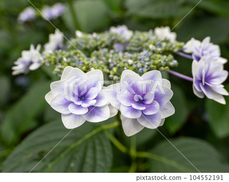 框形繡球花,雙花裝飾,從白色到紫色的美麗漸變 框形繡球花,雙花裝飾,從白色到紫色的美麗漸變 104552191