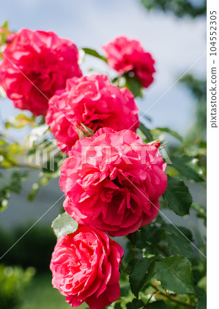 Flowers of a pink climbing rose in the summer in the garden 104552305