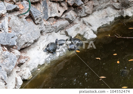 Turtles rest on stone Terrapin Pond Athens, Greece Turtles rest on stone Terrapin Pond Athens, Greece 104552474