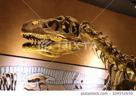 酷恐龍和滅絕動物骨骼標本和化石展，福岡縣北九州，豬內足袋博物館 104552630