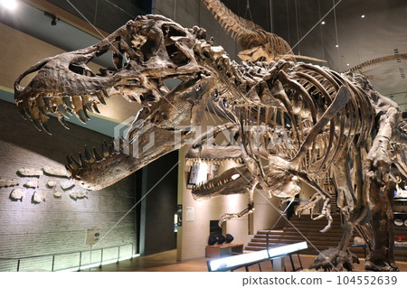 酷恐龍和滅絕動物骨骼標本和化石展，福岡縣北九州，豬內足袋博物館 104552639