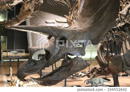 Cool Dinosaurs and Extinct Animal Skeletal Specimens and Fossils Exhibition, Kitakyushu, Fukuoka Prefecture, Inochi no Tabi Museum Cool Dinosaurs and Extinct Animal Skeletal Specimens and Fossils Exhibition, Kitakyushu, Fukuoka Prefecture, Inochi no Tabi Museum 104552642